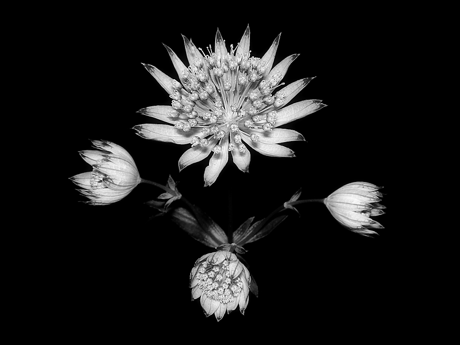 Natural Symmetry (Astrantia Maior)