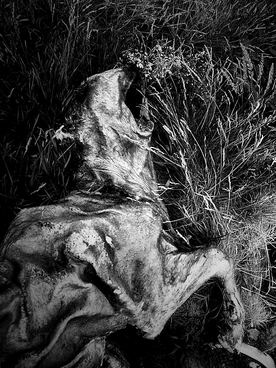 death on the grass / la mort a les pastures