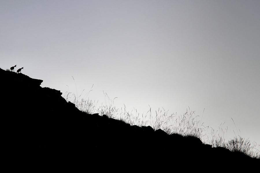 mountain meadow / prat de muntanya