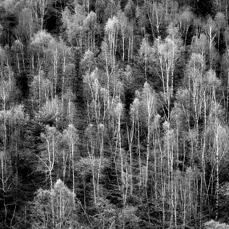 some fall colors in black & white