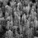 some fall colors in black & white