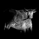 we are mammals / som mamífers