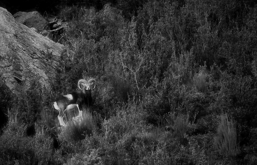 Ovis musimon (el mufló) / Mouflon