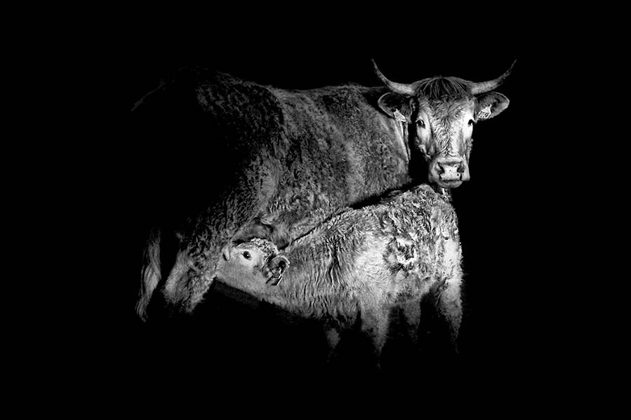 we are mammals / som mamífers