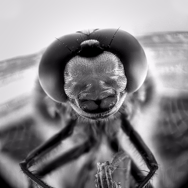  a dragonfly / un espiadimonis