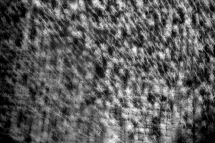 The verticality of the forest / La verticalitat del bosc