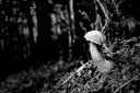 the mushroom / el bolet