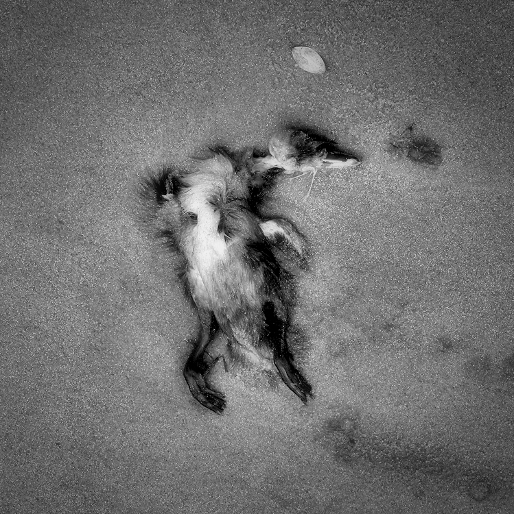 death of a bird / mort d'un ocell