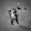 death of a bird / mort d'un ocell