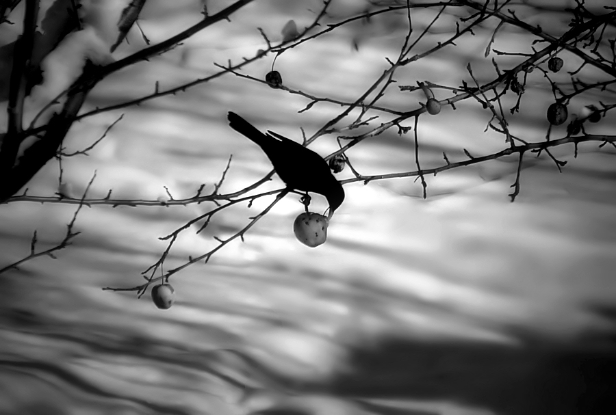 blackbird and apple / merla i poma