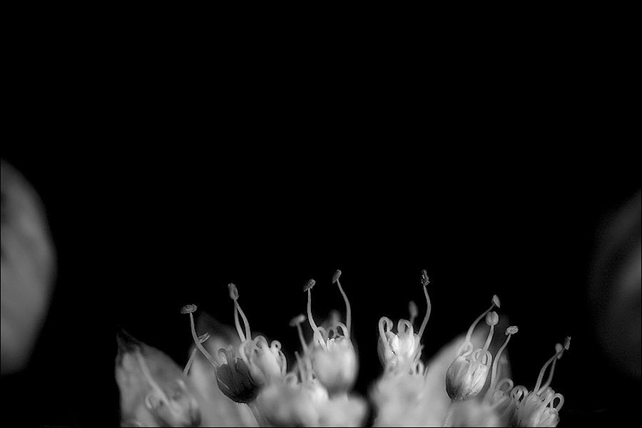 música i dansa a l'interior d'una flor