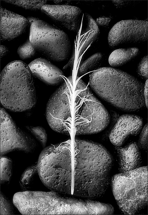 estructures rescatades del meu món d'aigua