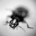 little animals / petits animals