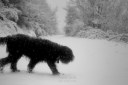 the dog on the snow / el gos a la neu