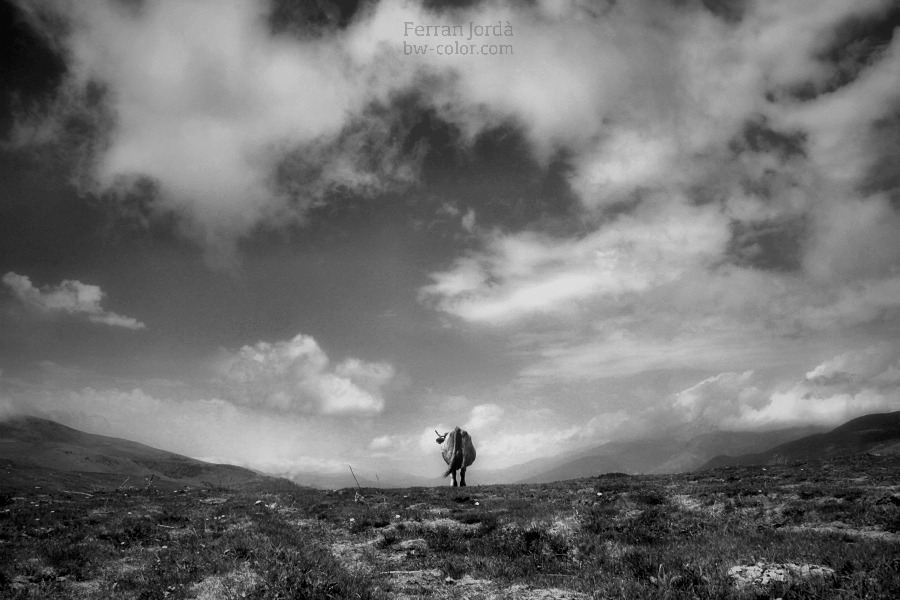 observing the landscape / observant el paisatge