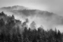 blizzard in the forest / el torb al bosc