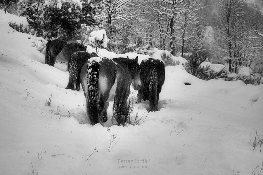 mares and winter /eugues i l'hivern