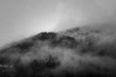 foggy forest / bosc emboirat