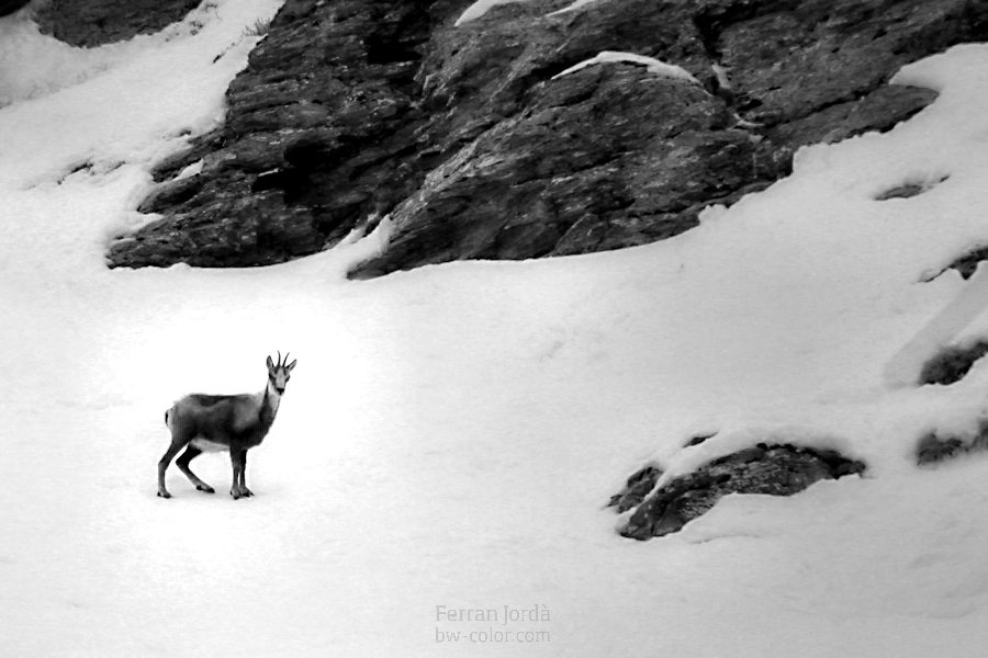 L'isard, tot sol a l'hivern