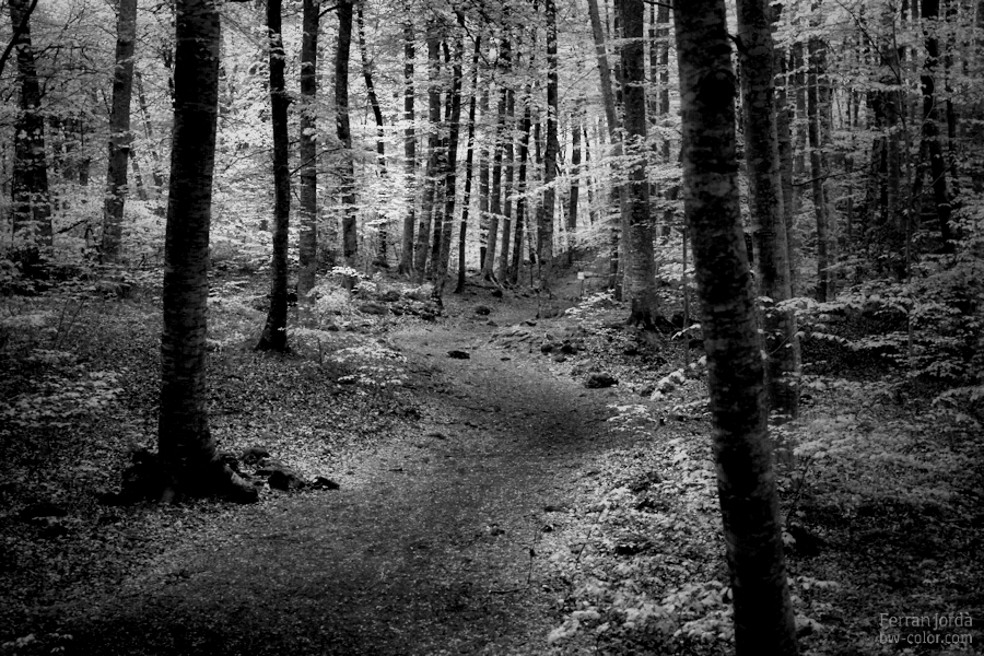 La Fageda d'en Jordà (en blanc i negre)