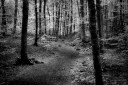 La Fageda d'en Jordà (en blanc i negre)