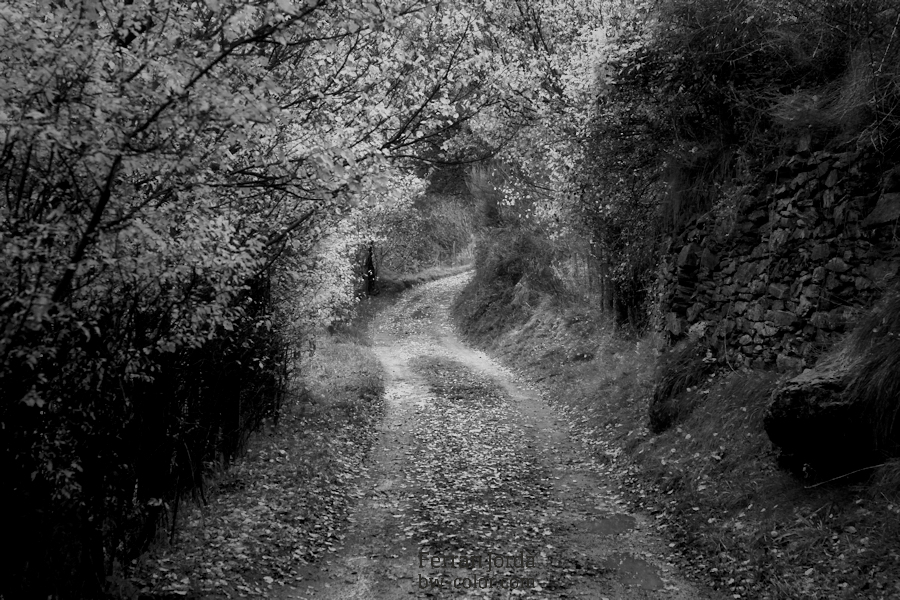 El camí (a la font del Coronel)