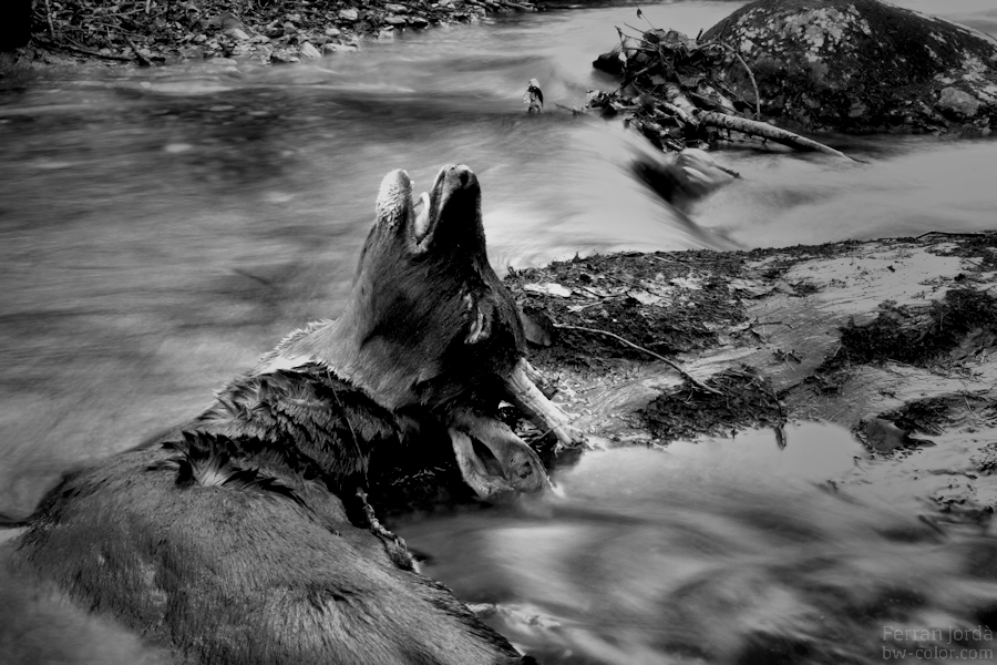 death in the river / mort al riu