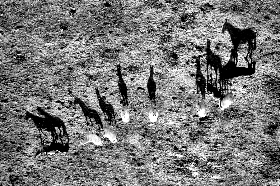 the shadow of the horses / l'ombra dels cavalls