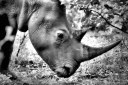 Rhinoceros